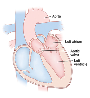 Front view cross section of heart showing atria on top and ventricles on bottom. Aortic valve is between left ventricle and aorta.