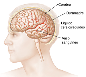 Vista lateral de una cabeza en cuyo interior puede verse el cerebro.